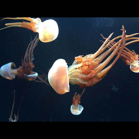 Meet your Posher, MoJo - Picture 7 of 13